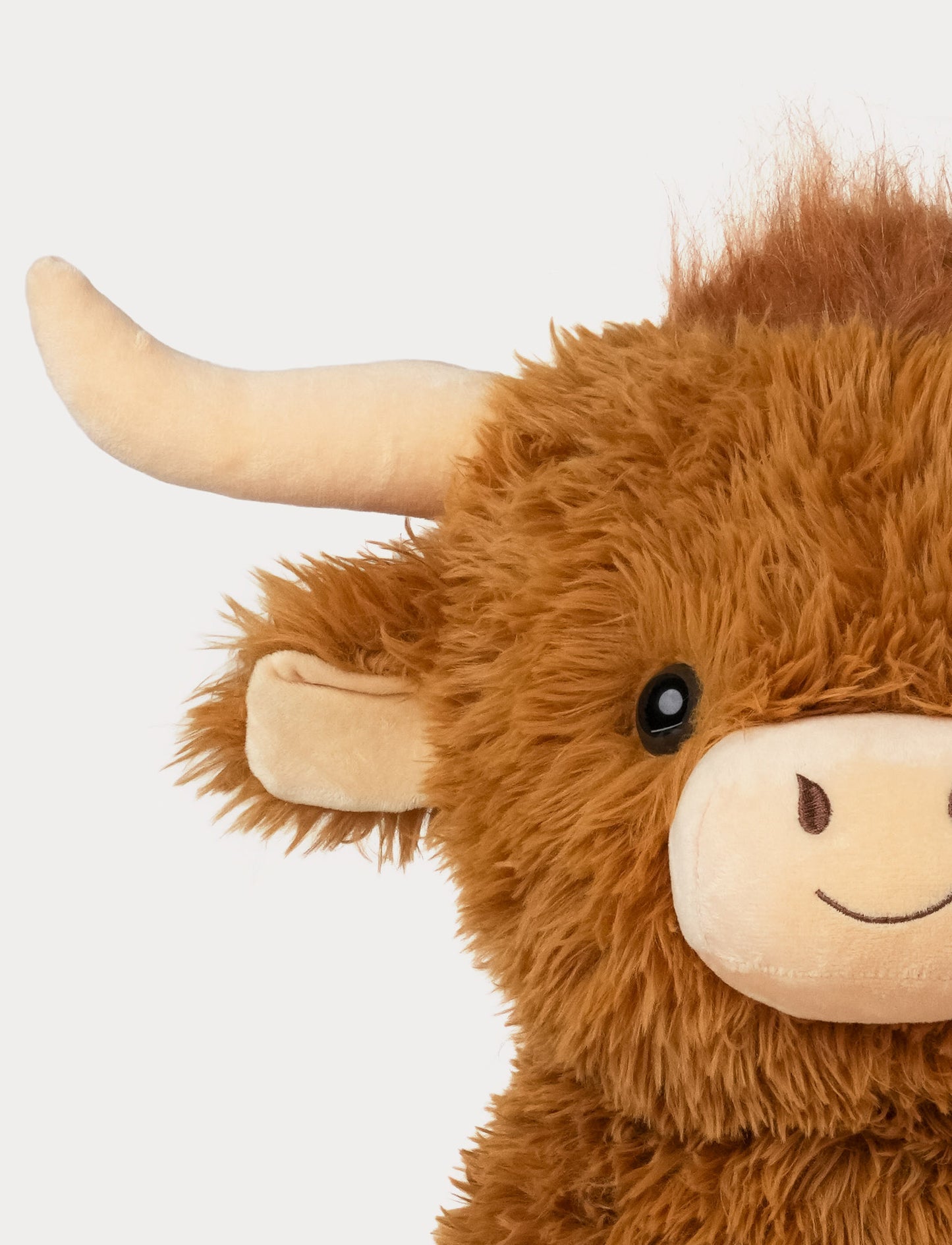 Highland Cow