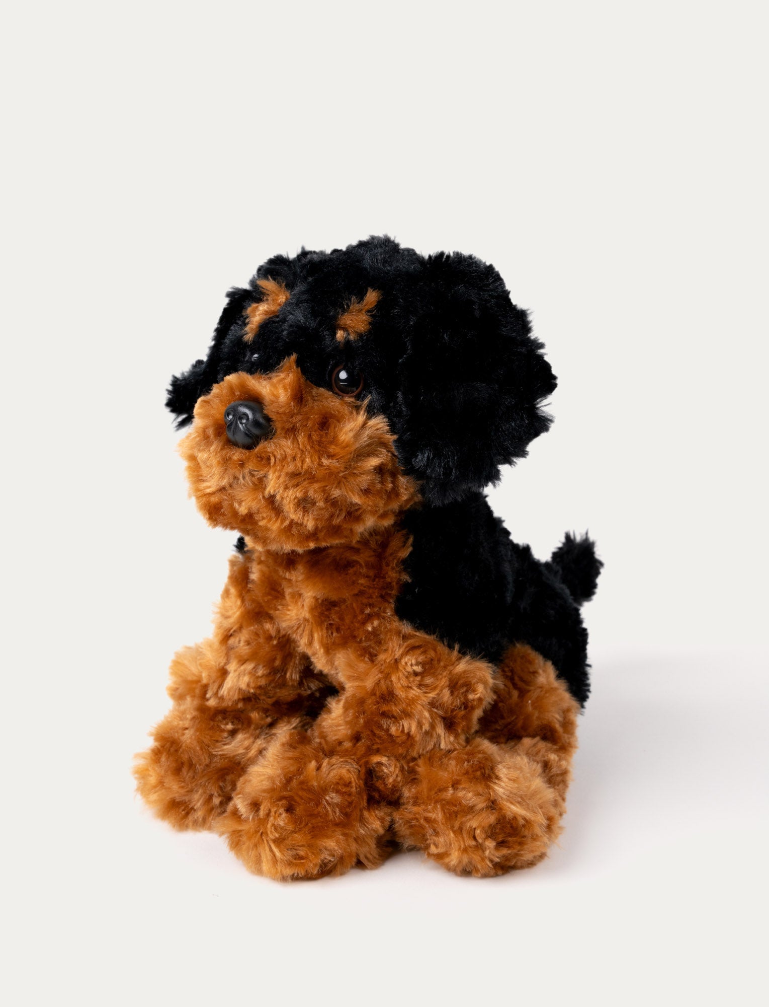  Image of Teddy Dogs, Dog