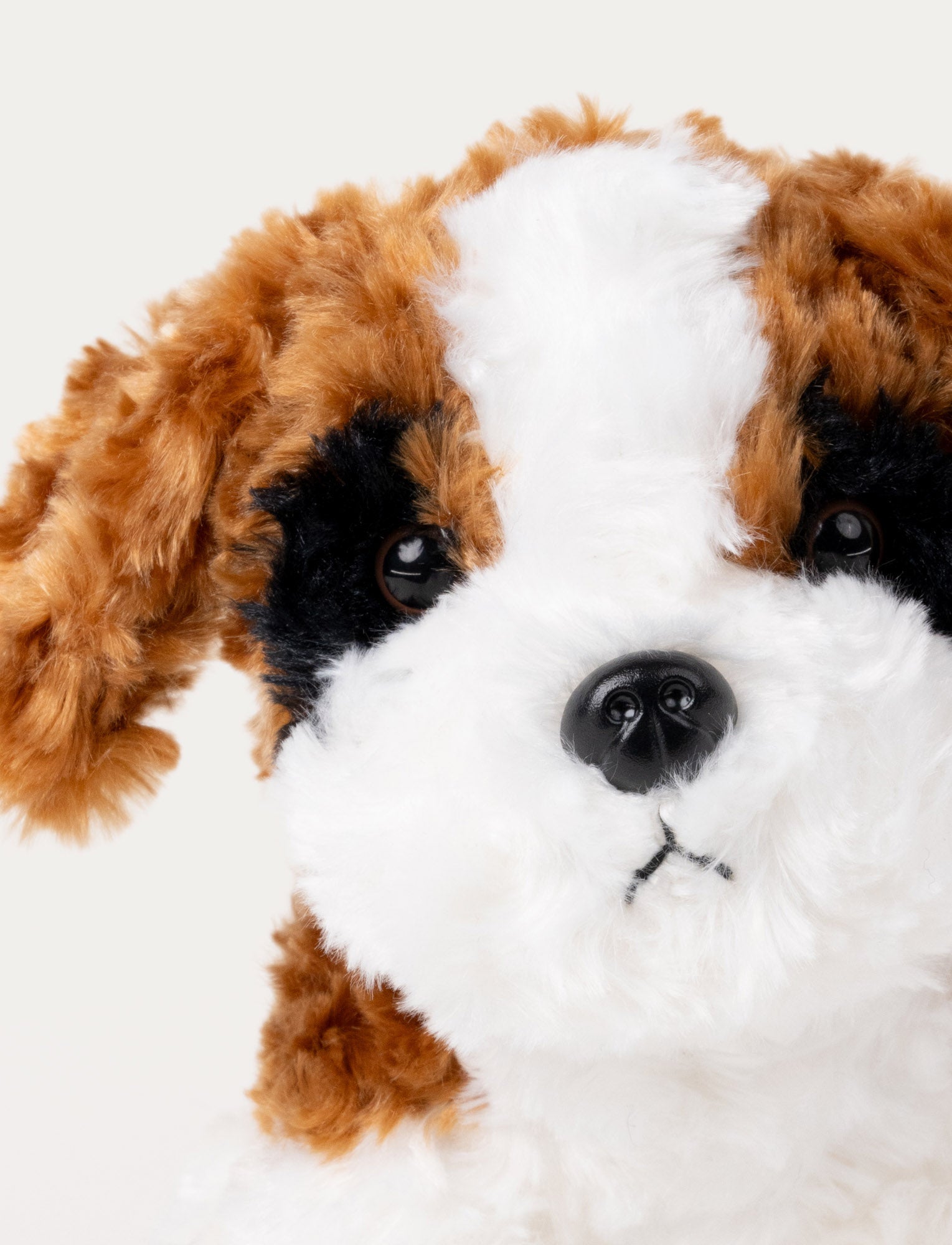  Image of Teddy Dogs, Dog