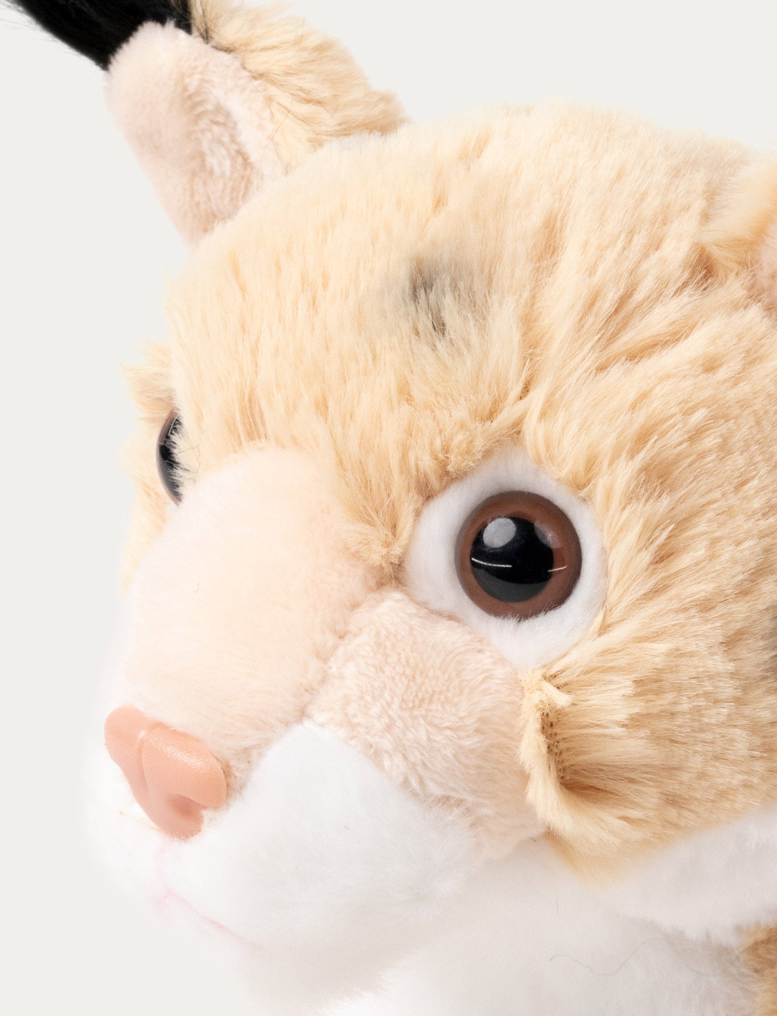  Image of Teddy Forest, Lynx