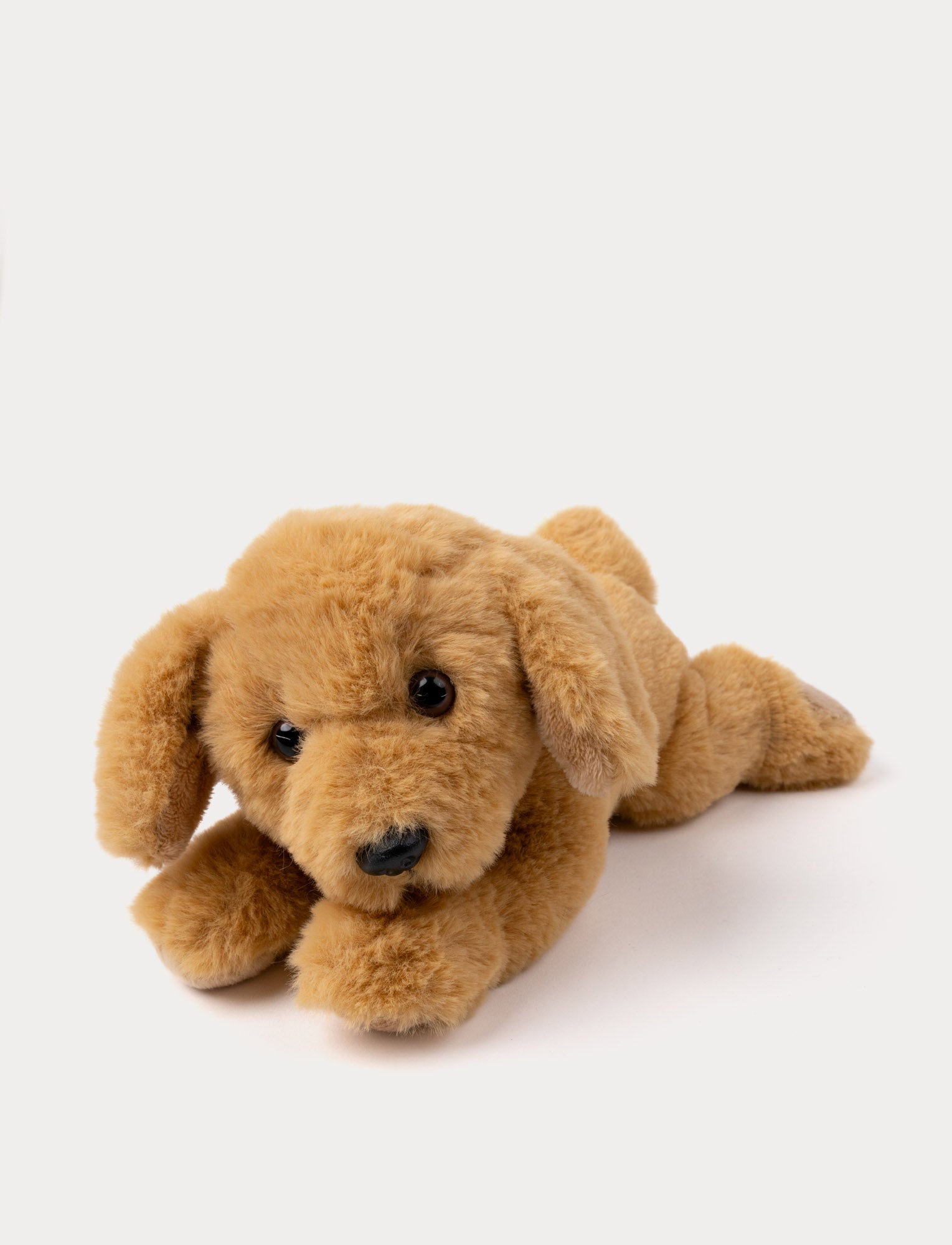  Image of Mischievous puppies