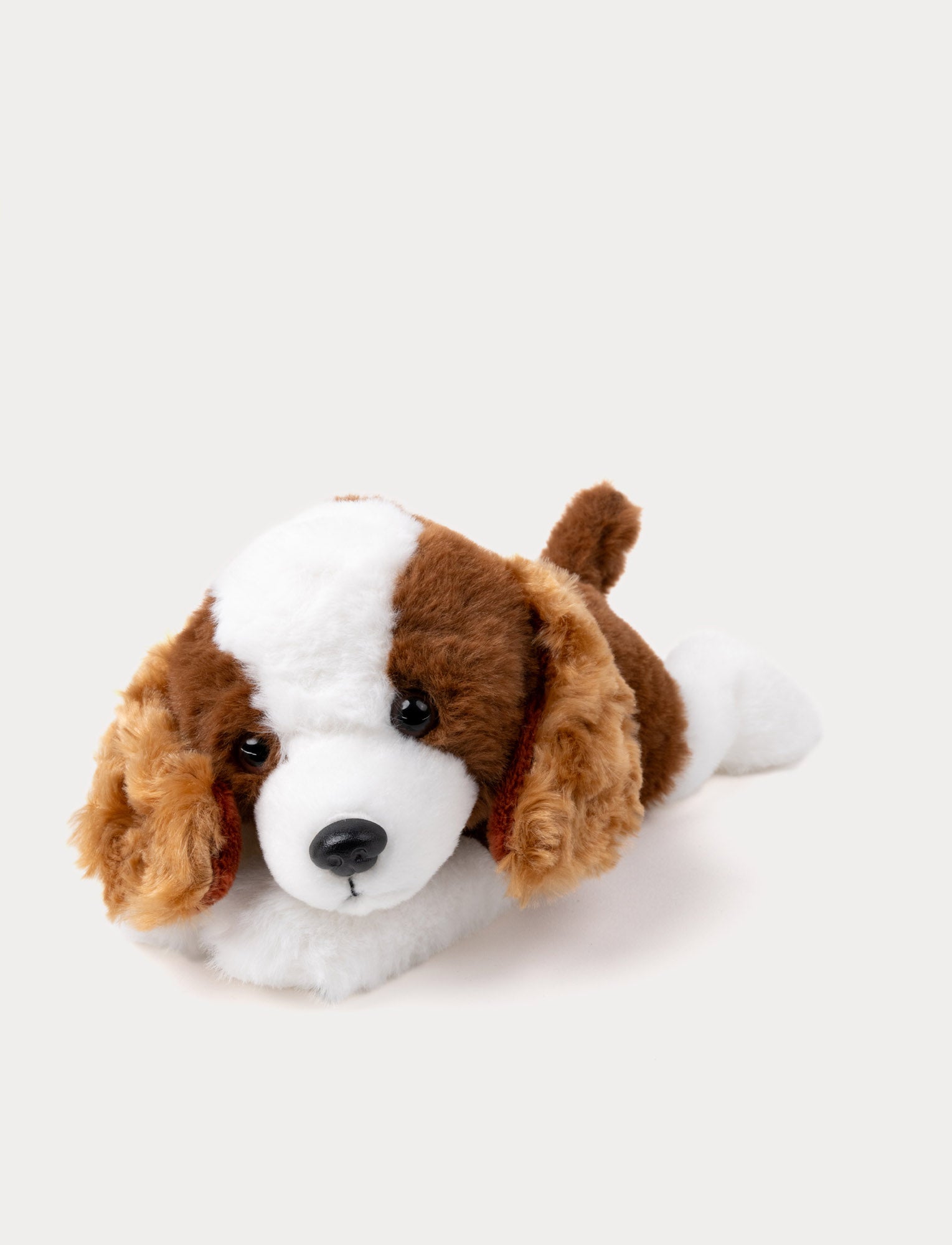  Image of Mischievous puppies