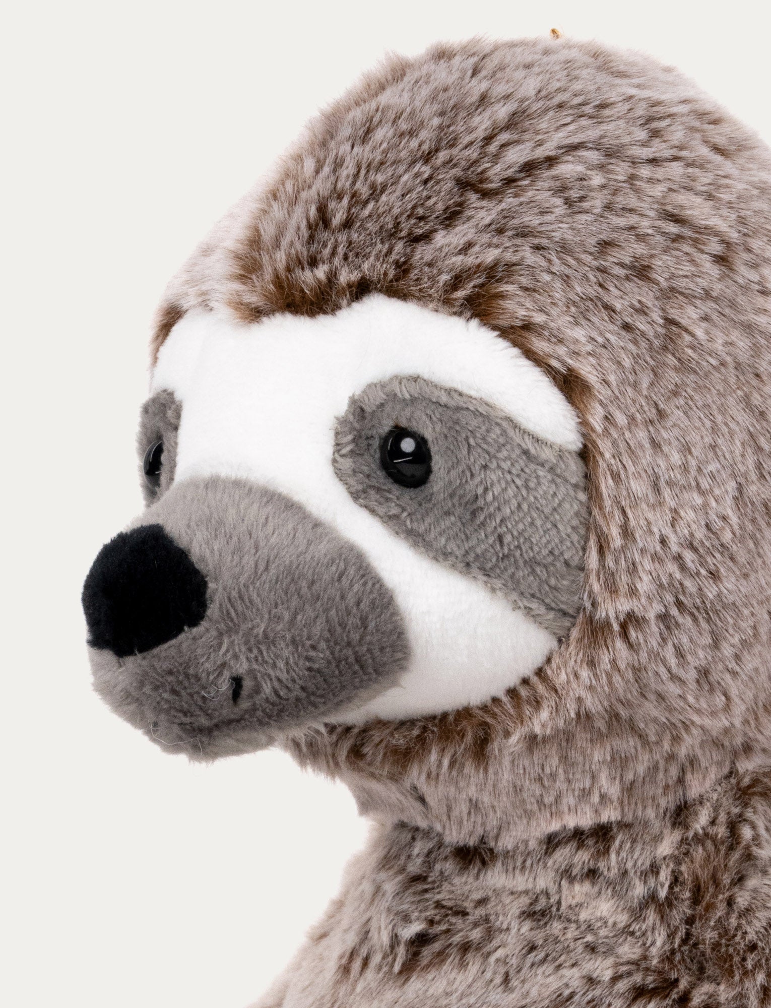  Image of Teddy Wild, Sloth