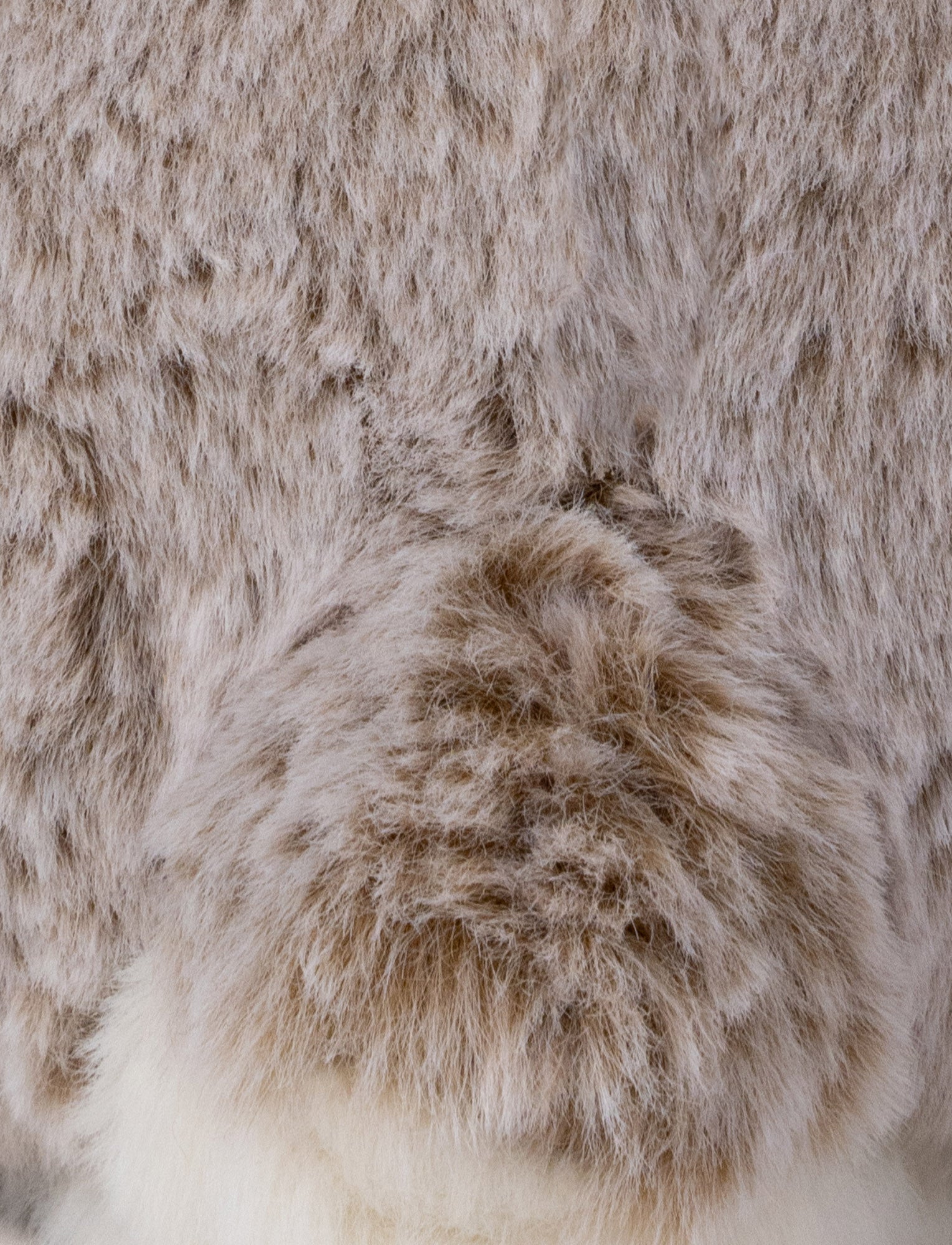  Image of Dreamies, Kanin 