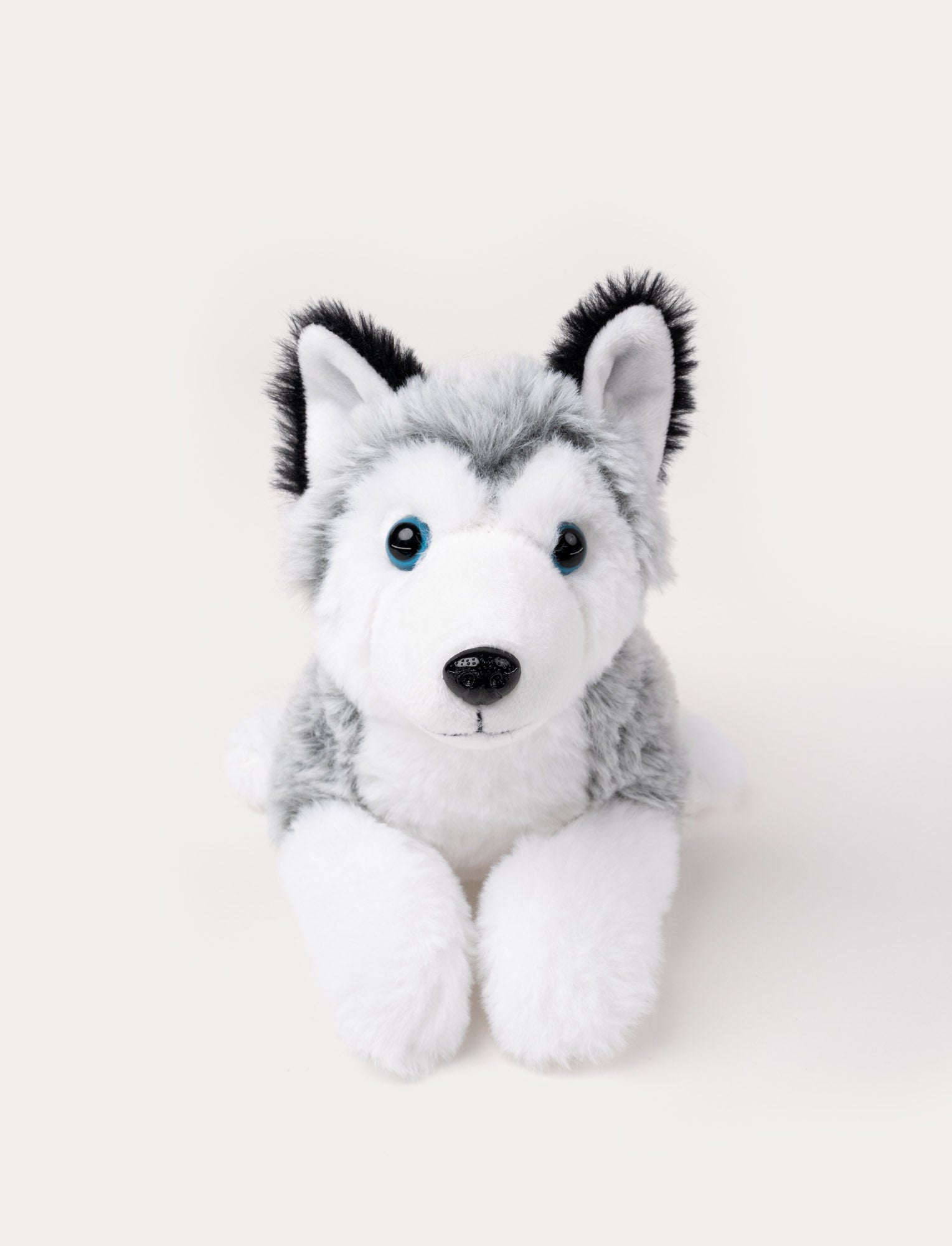  Image of A husky with soft two-toned fur in grey & white, and bright blue eyes