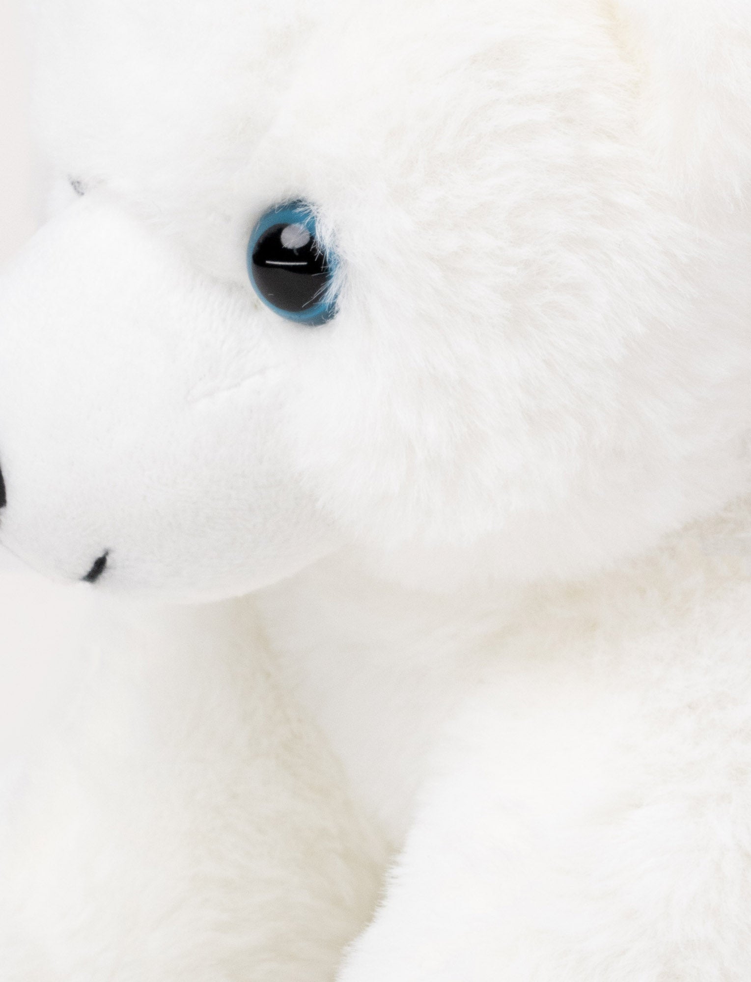  Image of Polar Bear
