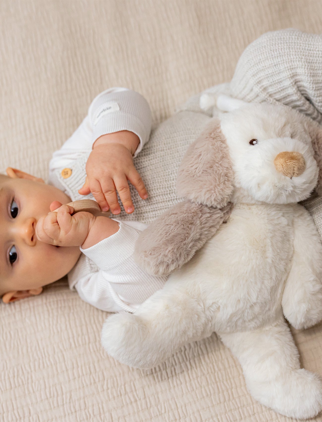  Image of Karo, Music Box, Dog