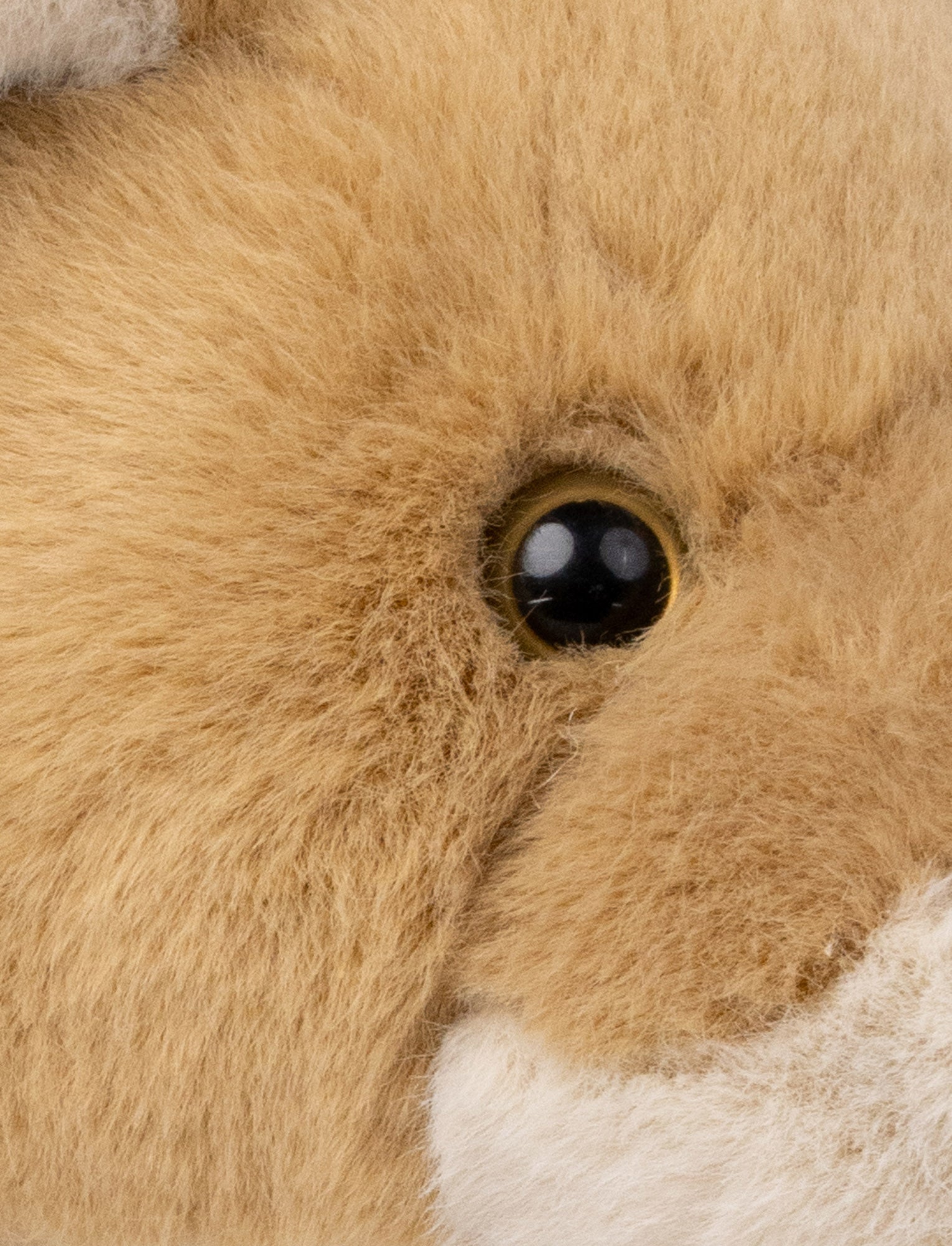  Image of Lifelike Lioness