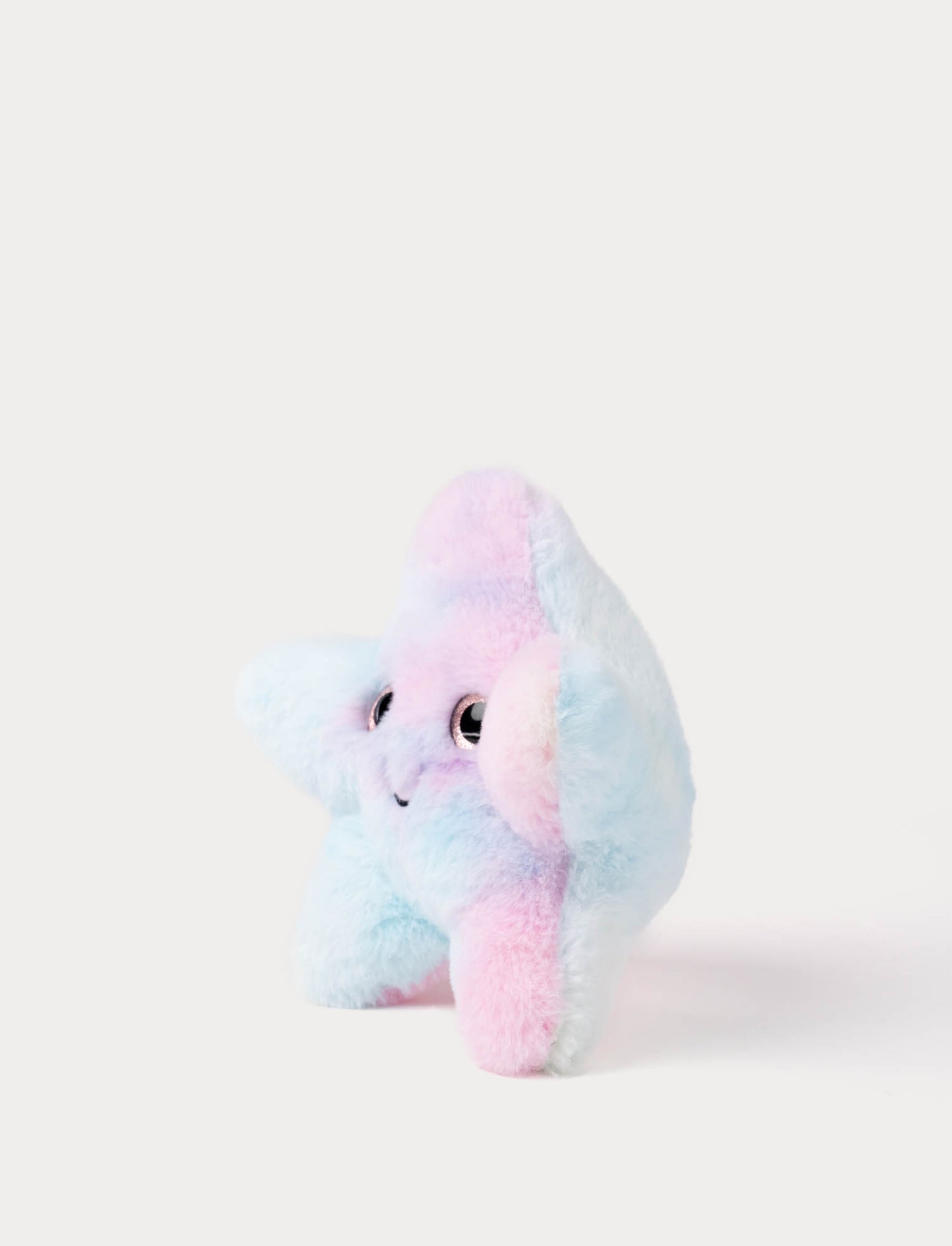 Starfish, rainbow coloured