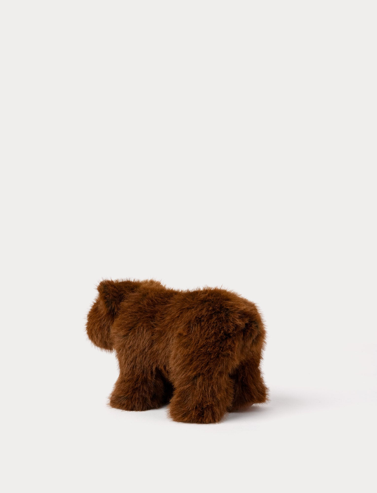  Image of Teddy Forest, Bear
