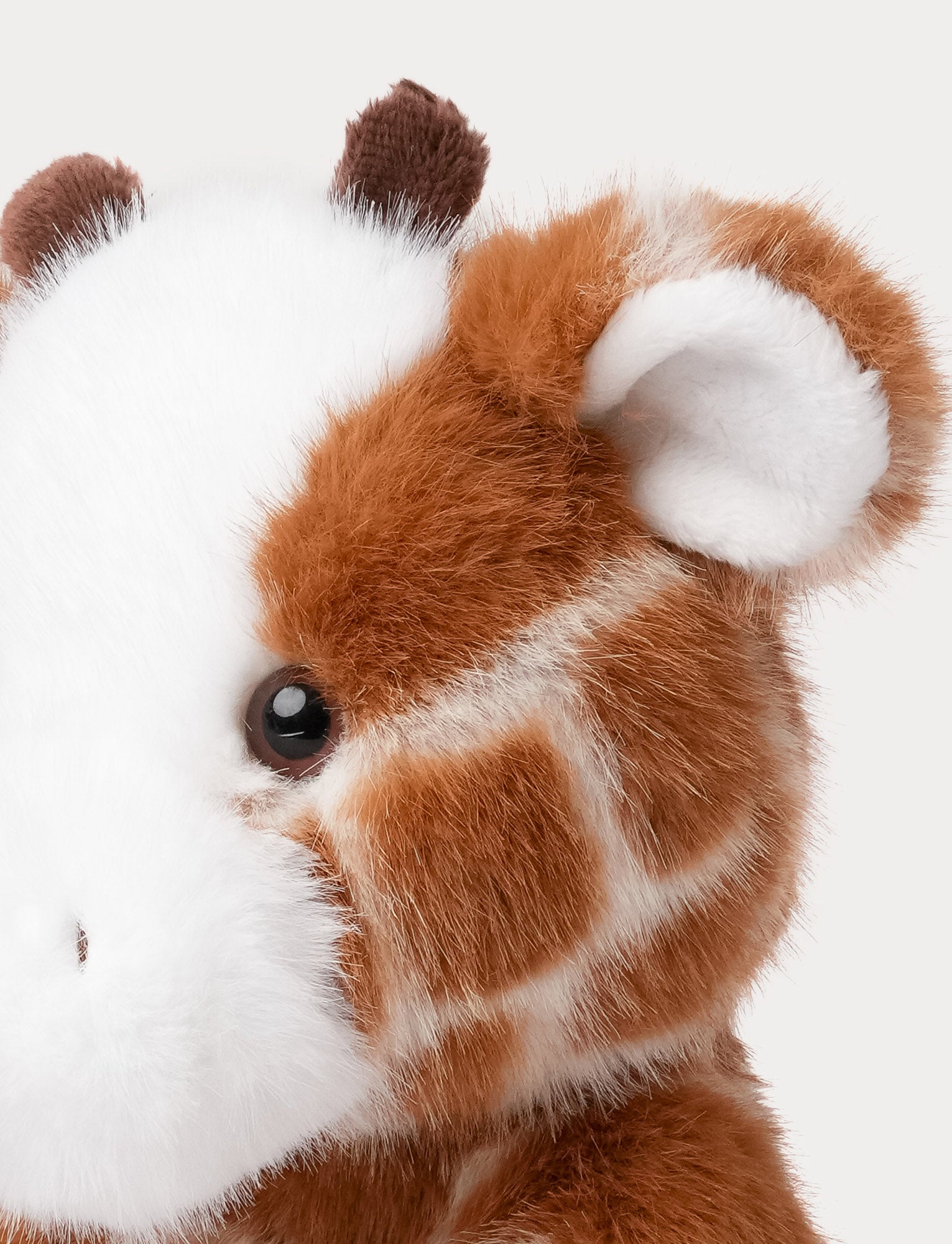  Image of Teddy Wild, Giraffe