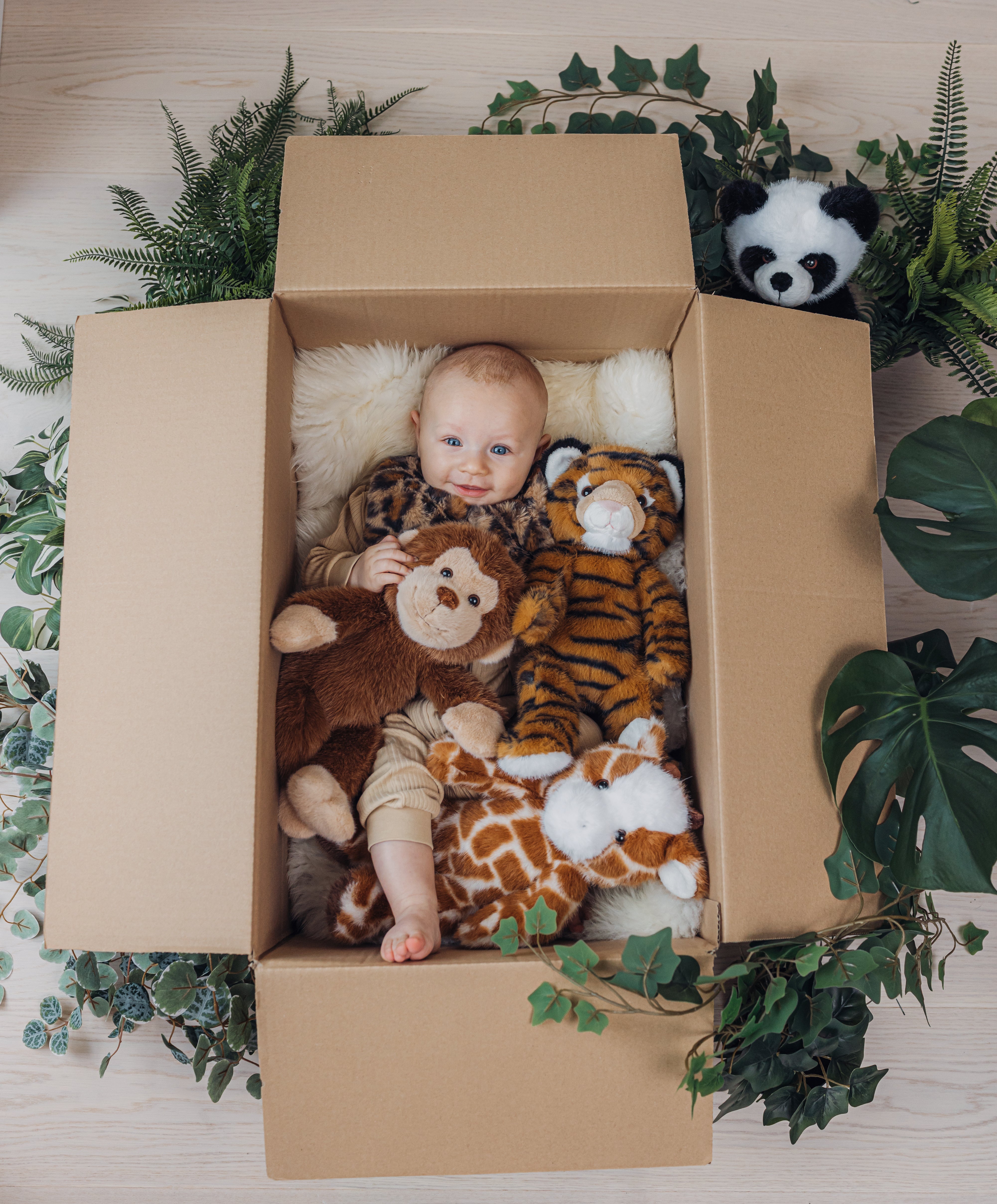  Image of files/4432_33_34_TeddyWild_BabyBox_crop.jpg